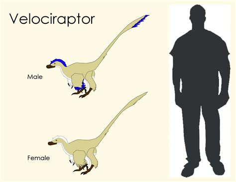 Velociraptor Size Comparison By Dennis Taylor Issuu