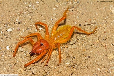Camel Spider Facts Pictures And In Depth Information Desert Arachnids