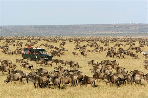 Plan A 2024 Masai Mara Safari Go2africa