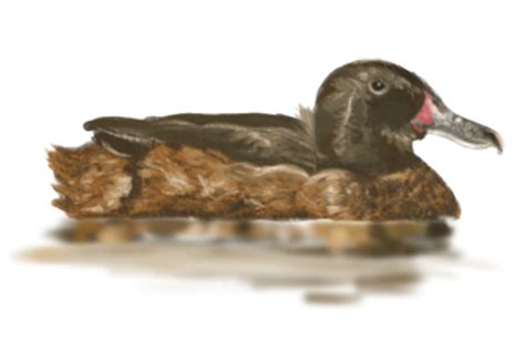 13 Common Duck Species In Argentina Sportquest Holidays