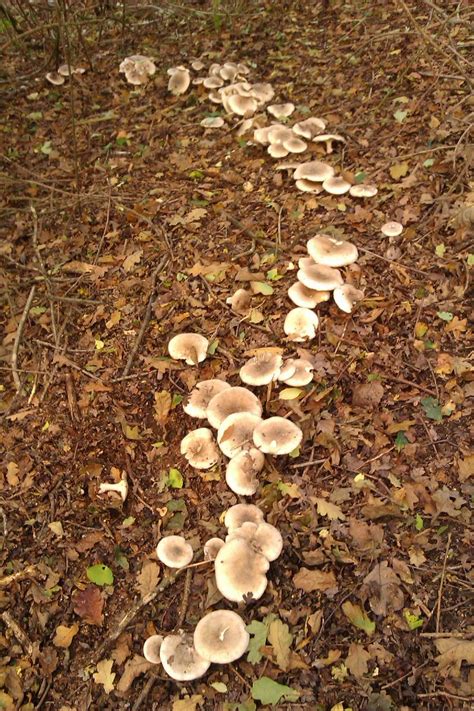 Edible Mushroom Identification Forager Trip Info