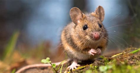 Mouse Animal Facts A Z Animals