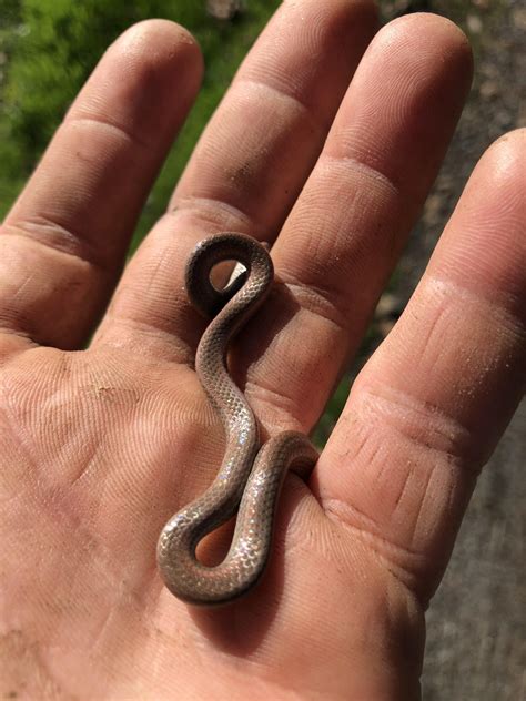 Found This Baby Snake Under A Rock In Sonoma California What Is R