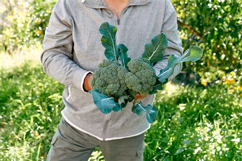 10 Best Broccoli Companion Plants And Companions To Avoid Full Guide