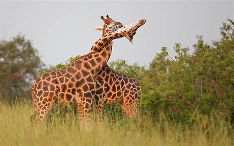 New Study Giraffes Long Neck Evolved As Weapons Not Just For Eating