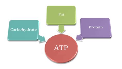 This energy takes three forms: Metabolic Conditioning - Carbs v Fat