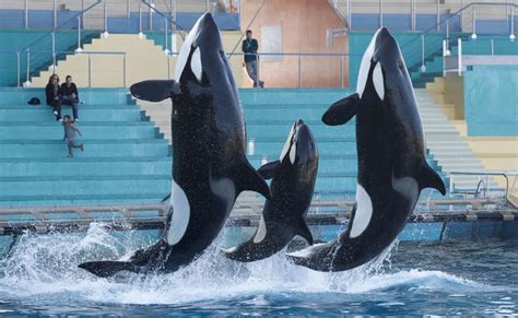 Life Expectancy Killer Whales Pictures Cbs News