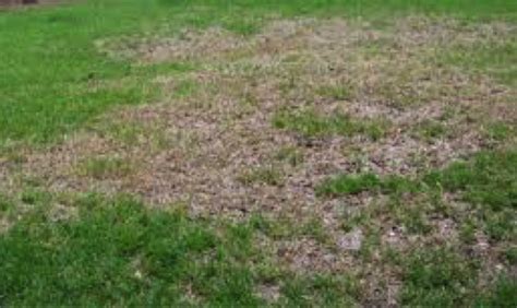 Lawn Insects Goldenrule Lawn Solutions
