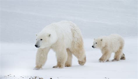 Polar Bear Mom And Cub Walking On The Ice Verb Company