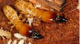 Photos of San Diego Termite Inspection