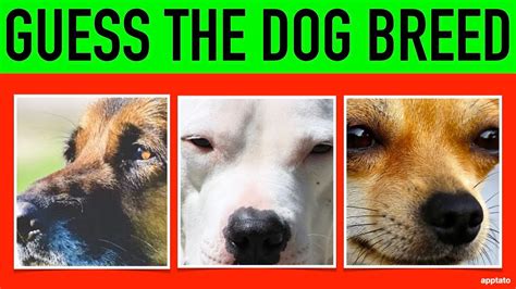 Guess The Dog Breed Quiz 1 Can You Guess The Dog Breeds By Closeup
