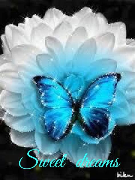 Goodnight Most Beautiful Butterfly Beautiful Butterflies Butterfly