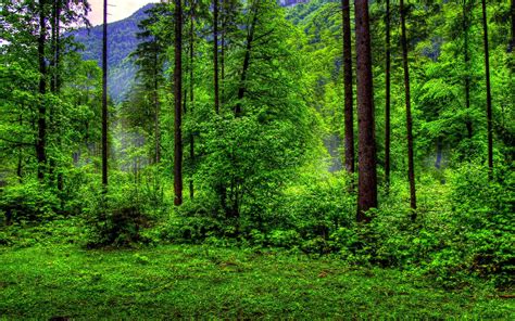 Natural Green Forest Wallpaper Forest Green Nature Background