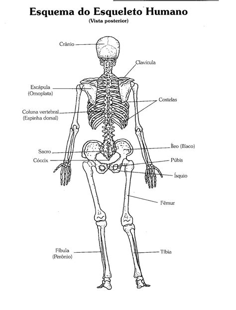 Anatomia Caderno Ilustrado De Exercícios Respostas