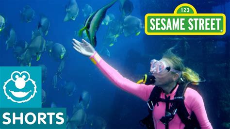 sesame street underwater adventures in australia youtube
