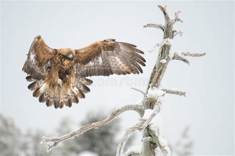 Golden Eagle Aquila Chrysaetos Landing On A Dry Tree Branch Wings
