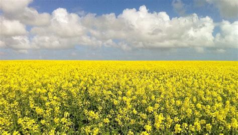 Canola oil is a type of edible cooking oil that most commonly comes from varieties of the rapeseed plant. Genetically modified crop unknowingly planted by SA canola ...