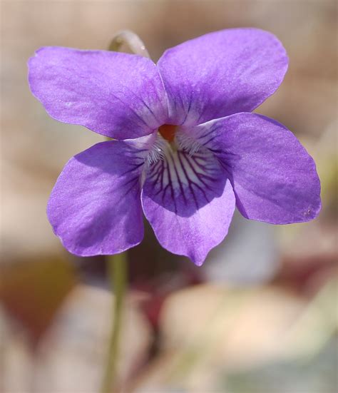 Filealpine Violet Viola Labradorica Flower 1453px Wikimedia Commons