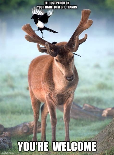 Bird On A Deers Antlers Deer Says Youre Welcome Imgflip