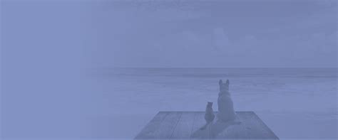 Honoring the Lives of Our Cherished Pets - Turkey Creek Animal Hospital