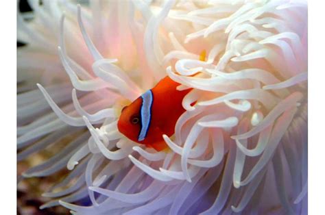 Losing Nemo Clownfish Cannot Adapt To Climate Change