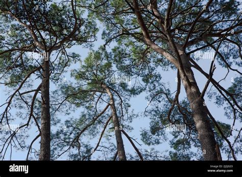 Beautiful Tall Pines Trees With A Blue Sky Nature At Pine Forest Pine