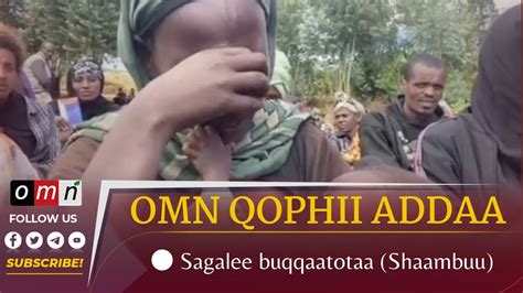 Omn Qophii Addaa Sagalee Buqqaatotaa Shaambuu Jan 06 2023 Youtube