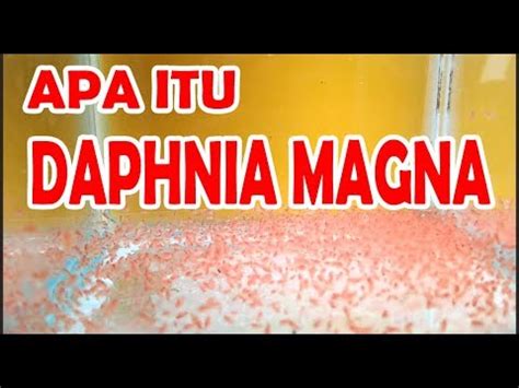 Activating this option will give priority to all traffic coming in and out of aircall over other applications on the network. APA ITU DAPHNIA MAGNA ? ( KUTU AIR RAKSASA ) REVIEW - YouTube