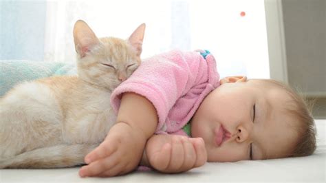 چگونه گربه خود را برای برخورد با نوزاد تازه متولد شده آماده کنید پت زیپ