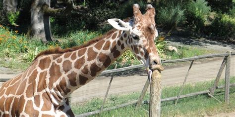 Giraffe Sucking Wooden Post Inspires Photoshop Frenzy The Daily Dot