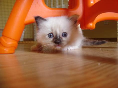 Join millions of people using oodle to find kittens for adoption, cat and kitten listings, and other pets adoption. Blue Eyed Ragdoll Kittens Available Tortie Torbie CH ...