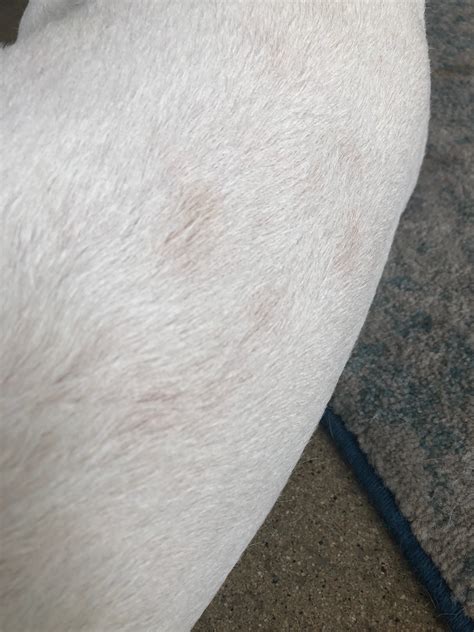 Bald Spots And Lumps Pls Help Strictly Bull Terriers