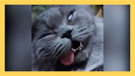 Funny Cats Try Not Laugh Challenge Video Kittycat Ep3 Youtube