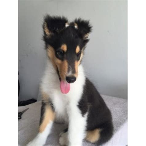 Check out our website today!! Collie puppy dog for sale in Genoa, Ohio