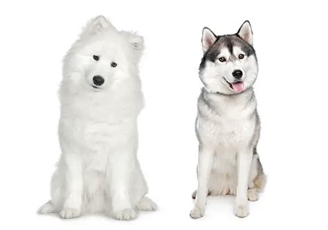 The Samoyed Husky Mix Samusky A Comprehensive Guide With Pictures