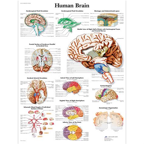 Anatomical Charts Neurological Posters Human Brain Laminated Chart