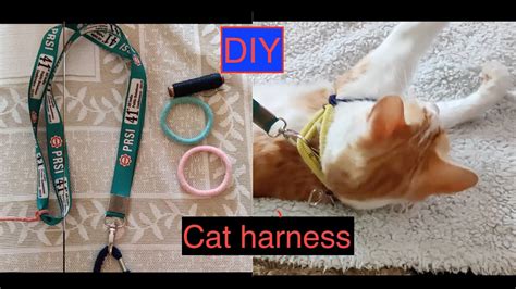 How To Make A Diy Cat Harness At Home 2 Mins Only Kitten Only