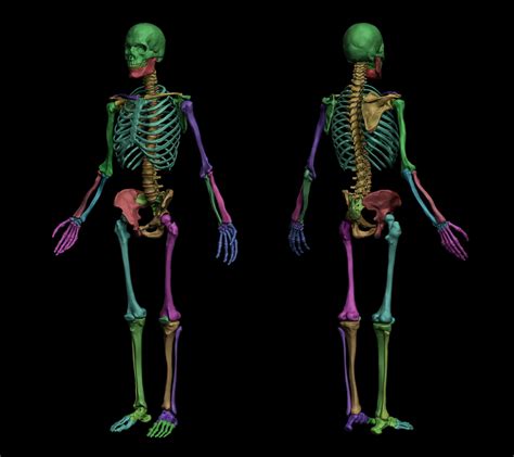 Anatomical Human Skeleton Flippednormals