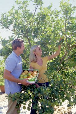 Homemade dormant oil spray for fruit trees. Can you dormant spray if temperature is bellow freezing ...