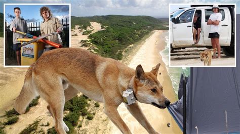 Watch Dingoes Tear At Tents Stalk Tourists In Terrifying New Era On K