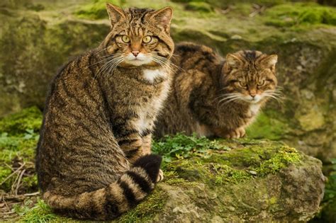 Last Chance To Save Scots Wildcat The Sunday Times