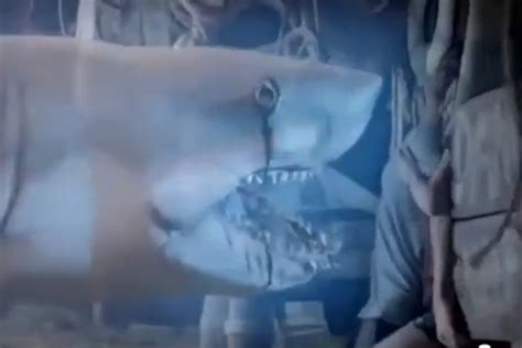 Ghost Shark Wins Inevitable Sharknado Comparisons After Syfy Debut