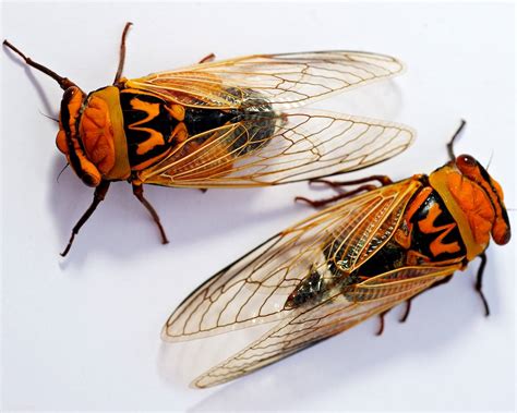 The first stage of a cicada's life cycle is their egg phase. Australian Cicadas