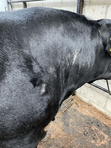 What Does Ringworm Look Like On Cattle Hasma