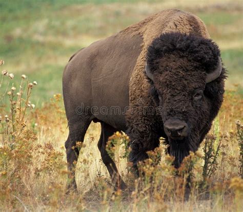 Large Bison Picture Image 96933079