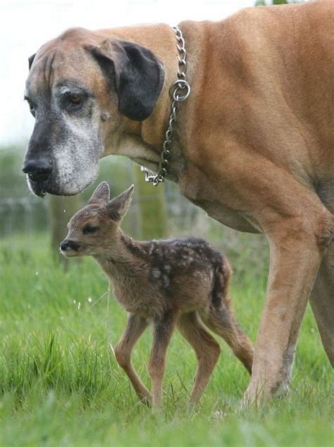 The Great Dane And His Fawn Animals Friendship Unlikely Animal