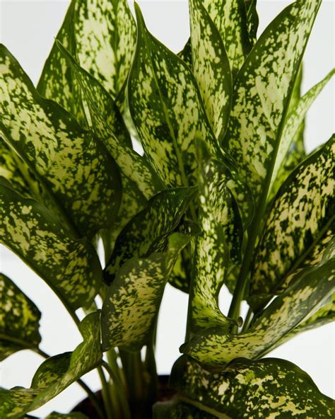 Chinese Evergreen Medium Size Free Delivery Lively Root
