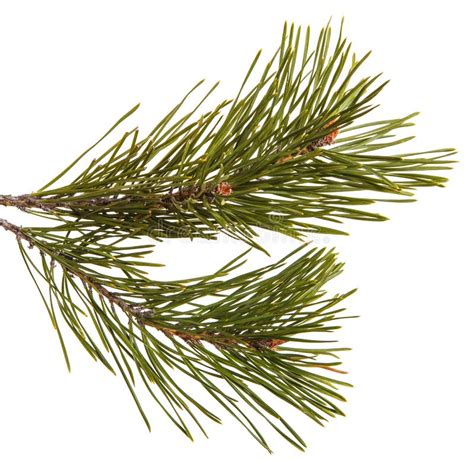 A Branch Of A Pine Tree Isolated On White Stock Image Image Of