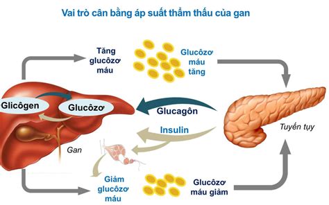 Cơ Thể Bạn Tạo Ra Glucose Như Thế Nào