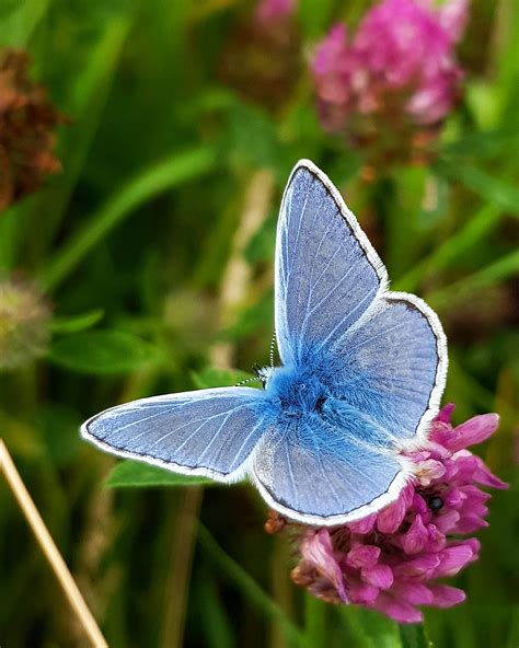 Photographed This Holly Blue Butterfly Earlier Today Was Told In